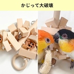 【かじって大破壊】何日で破壊できるかな？残す所なく齧れる全破壊おもちゃ