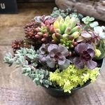セダム寄せ植え♡多肉植物♡紅葉♡ガーデニング