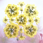 オルレアの押し花　黄色