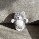 小さなグレー猫