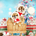 犬 SSサイズ くまサンタ 帽子 ♡ サンタクロース 帽子 クリスマス 猫 ペット犬かぶりもの 被り物 ぽんぽん ニット 帽子 犬帽子 サンタ ニット帽 サンタ帽 トナカイ ツリー