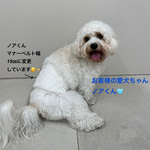 マナーベルト