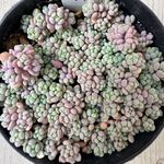 パープルヘイズ＊土つき苗・多肉植物