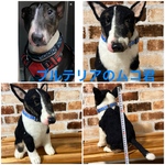 羊毛フェルトオーダー（抱っこ出来る大きさ）シェルティ  柴犬 トイプードル コーギー ポメラニアン チワワ ペキニーズ ダックス他相談してね