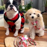 ハーネス リードセット☆ 子猫ちゃんハーネス　子犬ちゃんハーネス　約1kg以下 限定販売（ハーネス、リード）