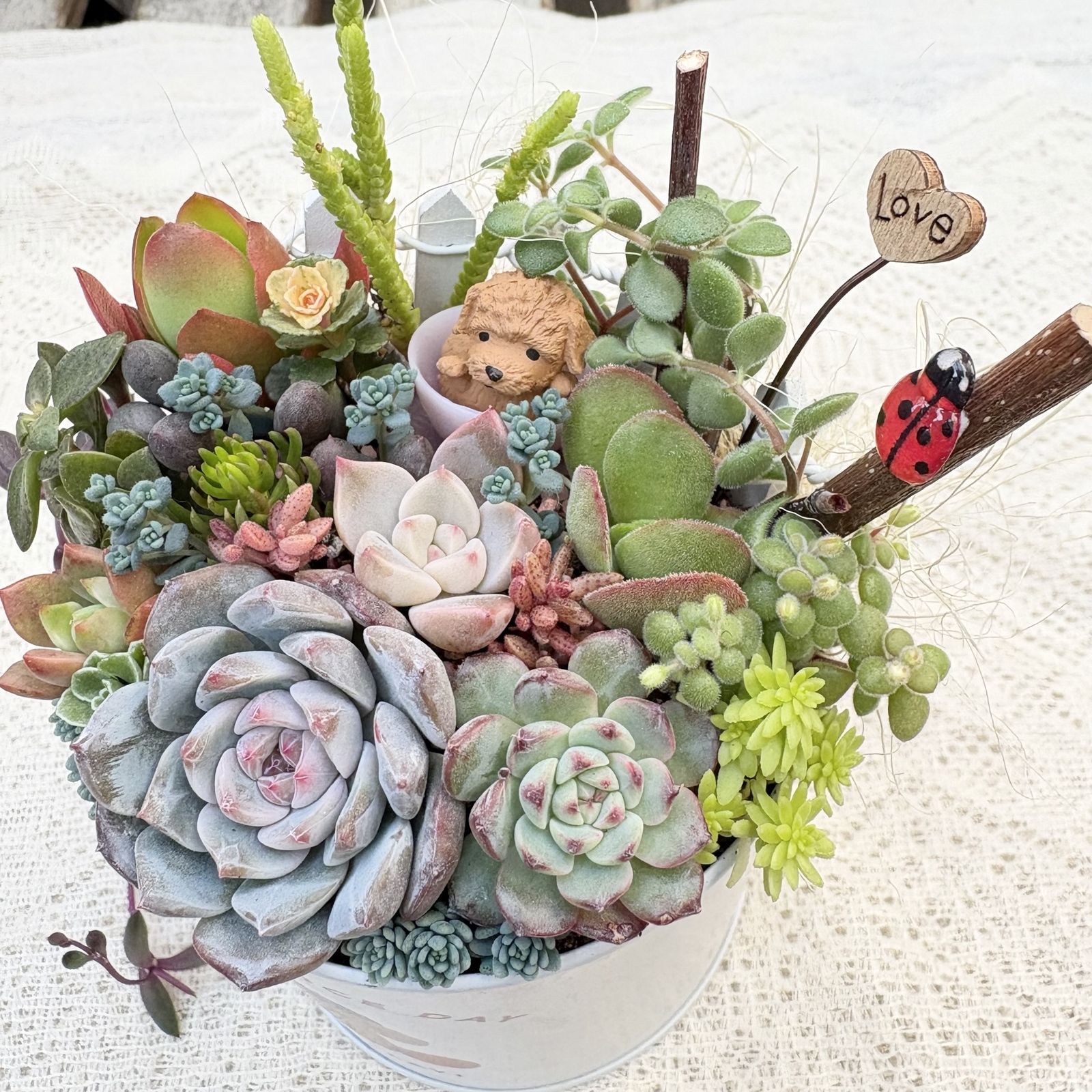 多肉植物　寄せ植え（エンジェル.ウイング鉢♪プードル付き） このまま飾れます】可愛い♡トイプードル 多肉植物寄せ植え