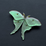 オオミズアオ　Luna moth