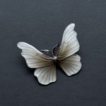 カイコガ　Silk moth
