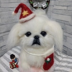 ペキニーズちゃん🐕