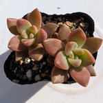 多肉植物  カルフォルニアサンセット