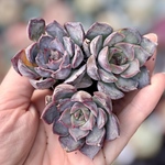 ダークアイス　3株　根付きプラグ苗　エケベリア　多肉植物