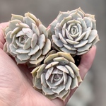 ローラ大きめ　3株　根付きプラグ苗　エケベリア　多肉植物