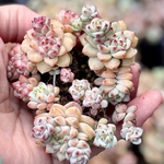 キャラメルスプラウト　3株　根付きプラグ苗　エケベリア　多肉植物