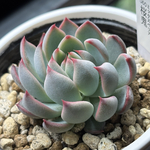 レア品種！【現品】 ★桜鬼 多肉植物 自家繁殖 国産
