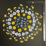 押し花  特別オーダー品 NO.358