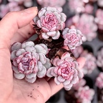 ルビン　3株　根付きプラグ苗　エケベリア　多肉植物