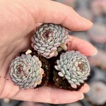 グロブローサ　3株　根付きプラグ苗　エケベリア　多肉植物