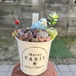 ★送料無料★♡そのまま飾れる♡ブリキ缶♬セキセイインコちゃんの可愛い多肉植物寄せ植え♡