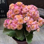 ピンク♡豪華なバラ咲き♡カランコエ♡ パリ♡多肉植物