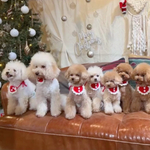 犬 クリスマス  スタイ ♡ 猫 ペット サンタ サンタクロース 首輪 ネックレス マフラー ニット