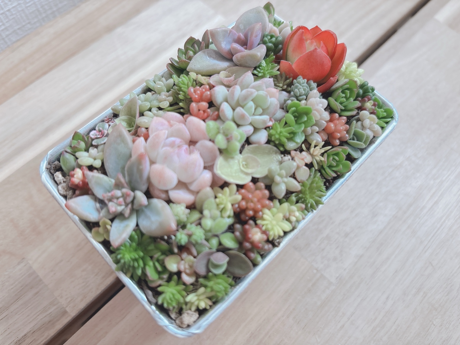 多肉植物　セダム3点カット苗セット(カットに付き根っこ有りません) 多肉植物 セダム3点カット苗セット(カットに付き根っこ有りません)