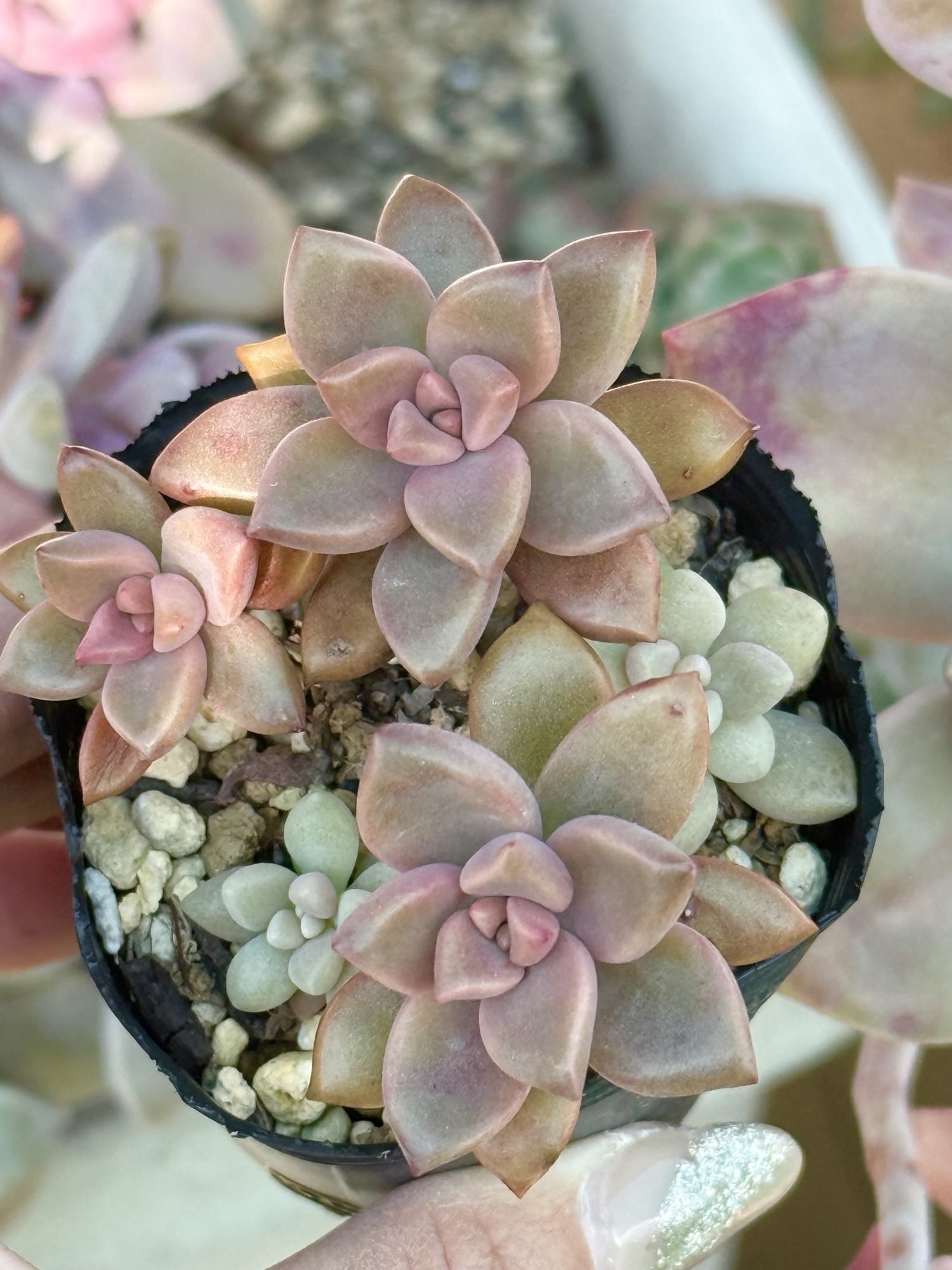 ペンデンス♡モリモリ♡多肉植物♡鉢ごと♡ ペンデンス♡モリモリ♡多肉植物♡鉢ごと♡