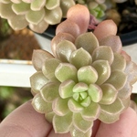 姫だるま秀麗×スプリングワンダー＊多肉植物＊1カット