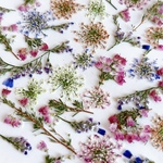 押し花ミックスセット