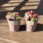 多肉植物 寄せ植え そのまま飾れる‪ (*˙˘˙*)❥❥ピンク