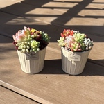 多肉植物 寄せ植え そのまま飾れる‪ (*˙˘˙*)❥❥ホワイト