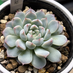 レア品種！【現品】 ★白玉美尼 多肉植物 自家繁殖 国産