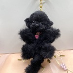 【ayuteto様専用】ブラックチワプーちゃん＆ブラックシュナウザーちゃん