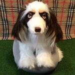B様愛犬ちゃんオーダーメイド品(アメリカンコッカスパニエル) 縫いぐるみ　45センチ