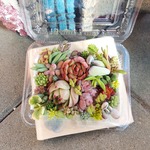 多肉植物　ブルードラゴン入り寄せ植えセット🍀