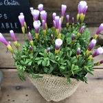 ピンキー♡クルクルの花♡オキザリス♡毎年咲きます