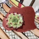 多肉植物 ブルードラゴン ピンバッジ 🌱