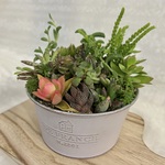 大きめ　ブリキ缶の多肉寄せ植え