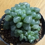 サボテン⭐︎多肉植物 ハオルチア オブツーサ群生 