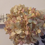 紫陽花【２本セット】