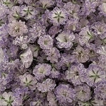 💙【46】＊Wisteria Violet＊かすみ草ドライフラワー