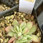 ルエラ(7-13)＊多肉植物＊抜き苗