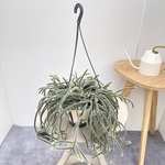 リプサリス　ピロカルパ　2【現品】観葉植物　多肉植物　室内　ハンギング