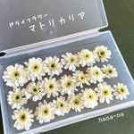 🌼マトリカリア20　＊ドライフラワー