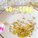 ♡かすみ草♡ドライフラワー♡イエロー【送料無料】 