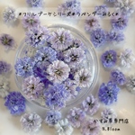 かすみ草　＊ラベンダーみるく＊　ふりるブーケシリーズ　ドライフラワー　レジン　ヘッドのみ　カスミソウ　カスミ草　花材　青　赤　緑　黄色　ピンク　紫　ラベンダー　かすみ草ドライフラワー　
