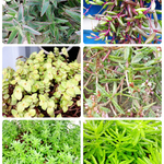 多肉植物 カット苗20種以上 詰め合わせセット