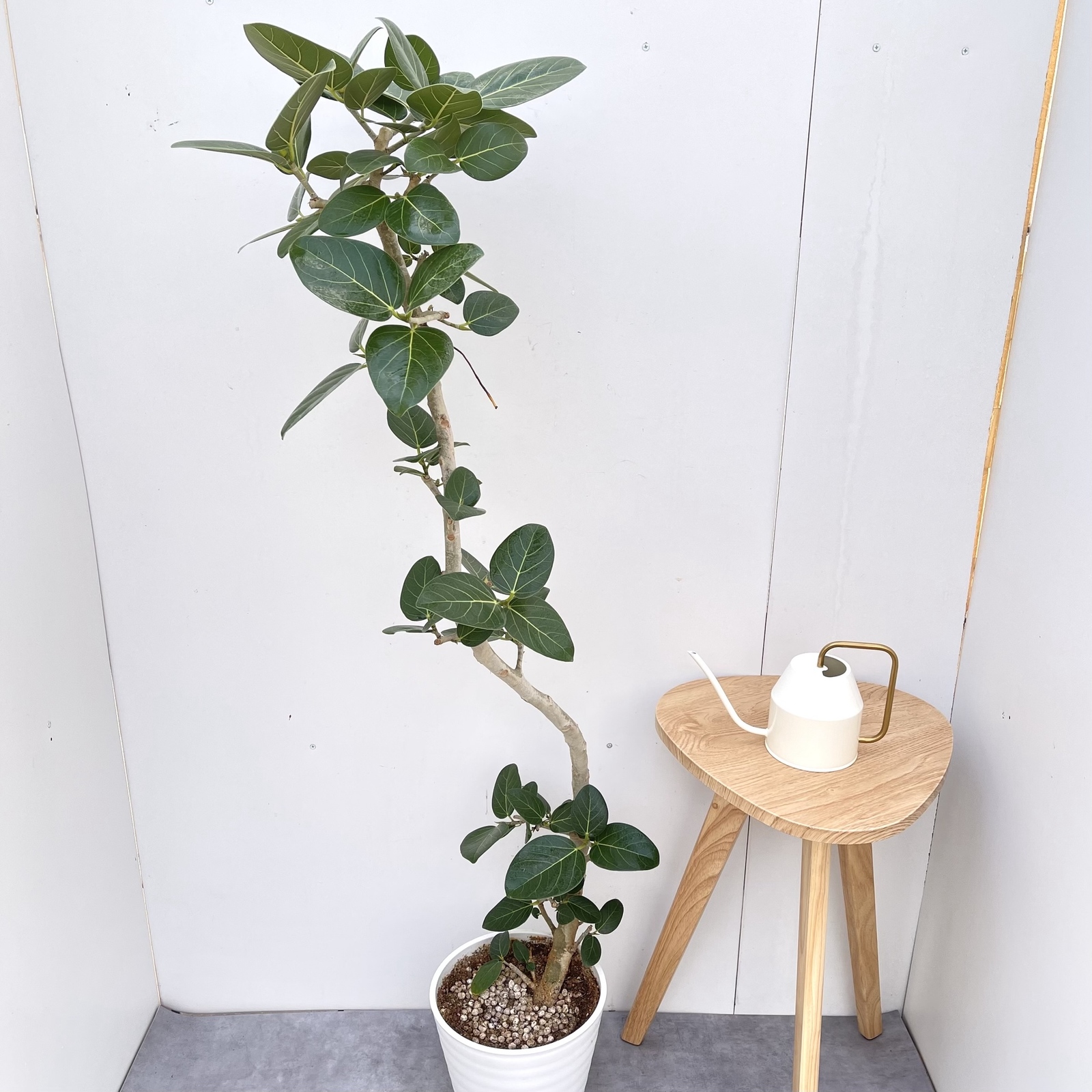 フィカス　ベンガレンシス　曲がり　37観葉植物　大型　室内