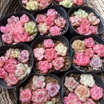 新作　超可愛い　多肉植物　エケベリア　小苗　6株セット　5cm鉢