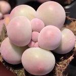 超可愛い　多肉植物　ゴロゴロ　団子チーズ　小苗　3cm   抜き苗　1株