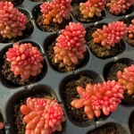 多肉植物　セダム　レッドベリー錦　小苗　2-3cm   モス付き　1株
